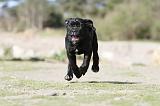 CANE CORSO 418